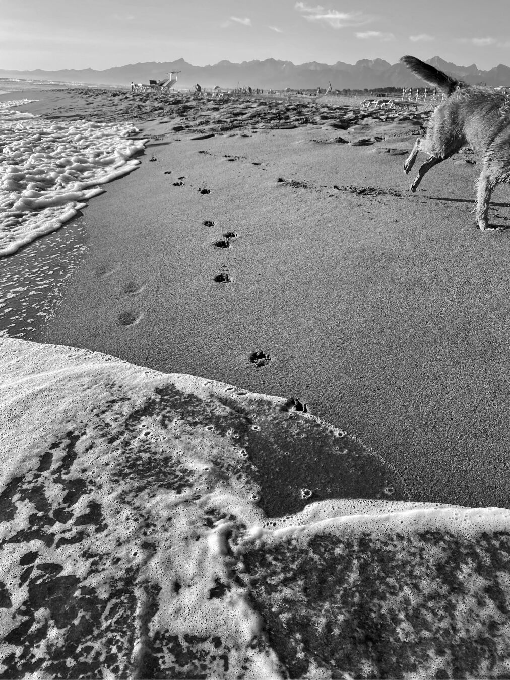 Scatto in bianco e nero della battigia di una spiaggia dove sono visibili le impronte lasciate da un cane. In alto a destra si intravedono le zampe posteriori di un cane, suggerendo sia lei ad aver fatto una lunga corsa sulla spiaggia avanti e indietro